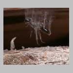 Pemphredon sp Grabwespe 02c 9mm.jpg